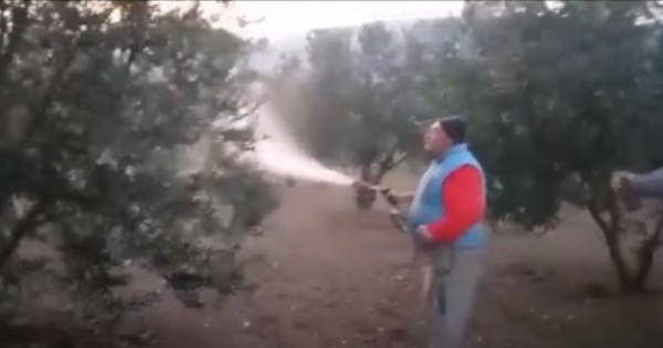 Tekirdağ Şarköy'de ECOBOR İle Zeytin Ağacı Uygulaması